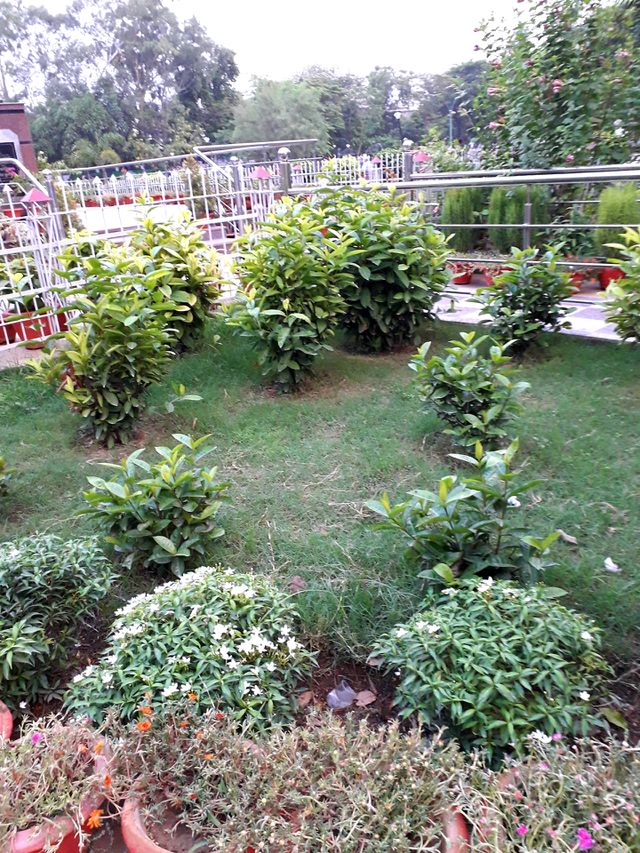 small plants in park
