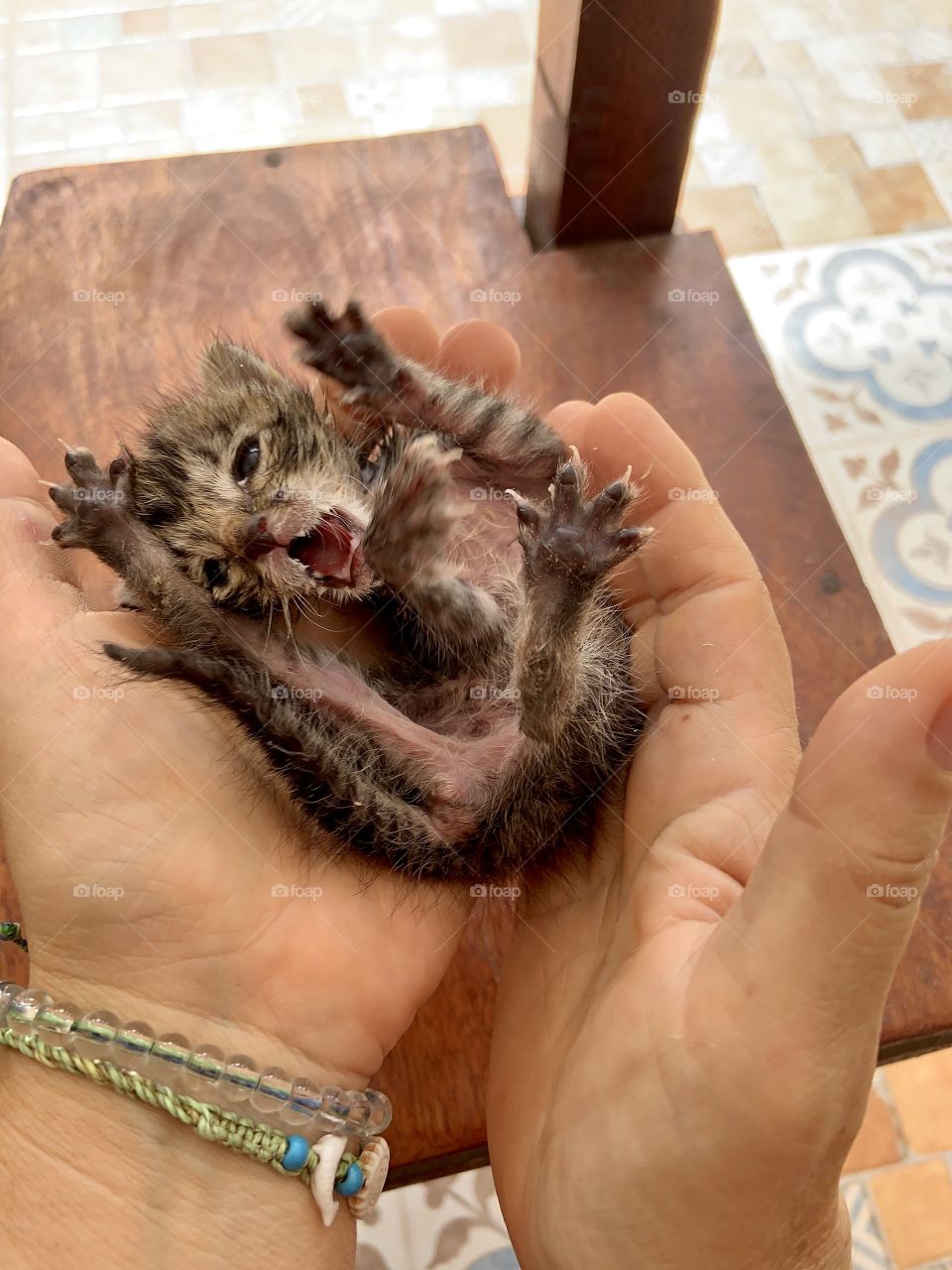 Little cat crying in hands 