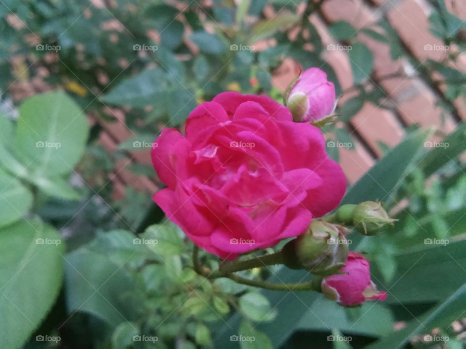 Beautyful Roses!