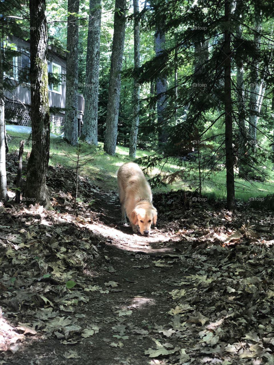 The best place to get away...at the cabin in the woods.