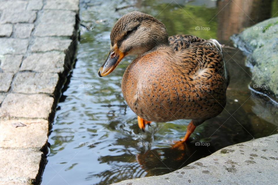 Duck in Hakone, Japan