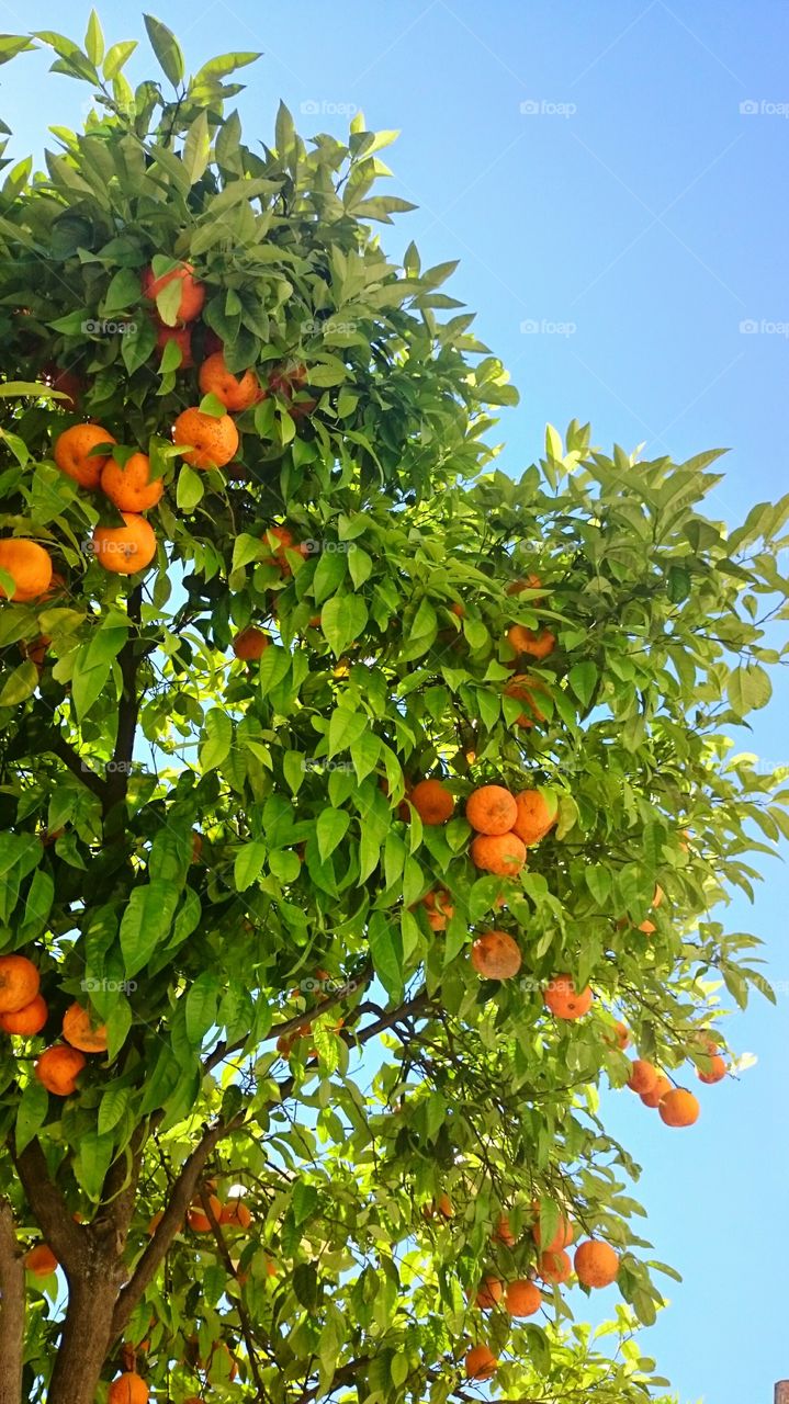 Low angle view of orange tree