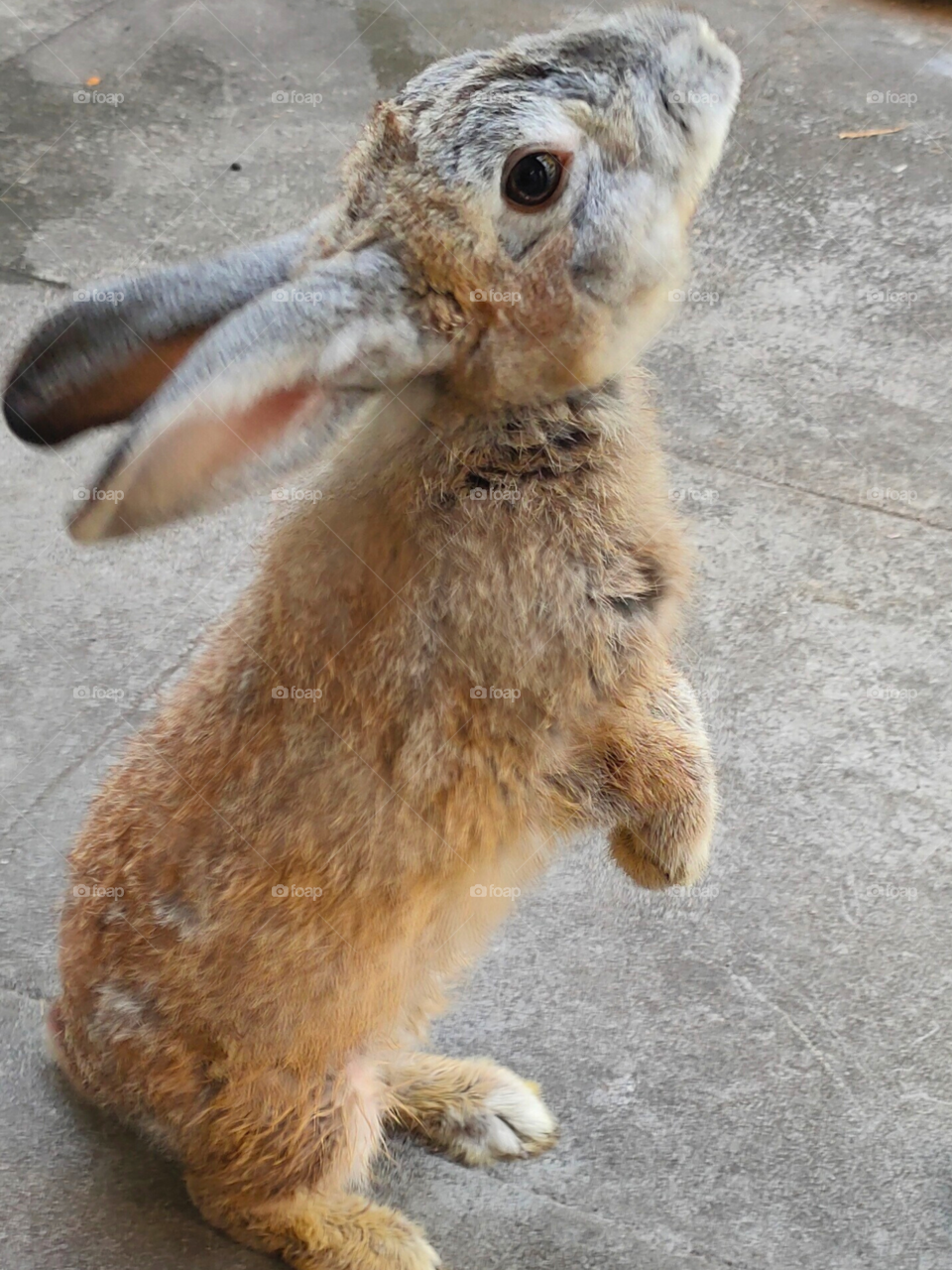 Animals || Rabbit || The gentle, docile nature of Flemish giant rabbits makes them great pets. 
