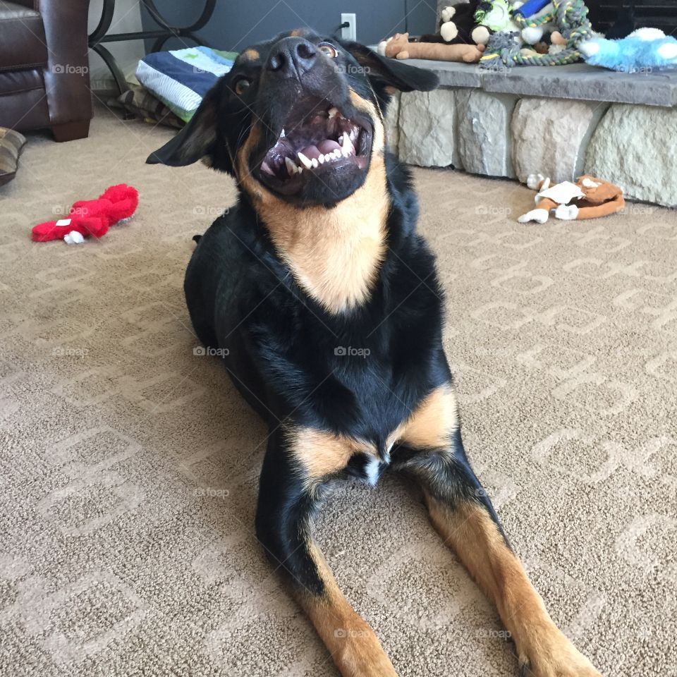Crazy happy dog 