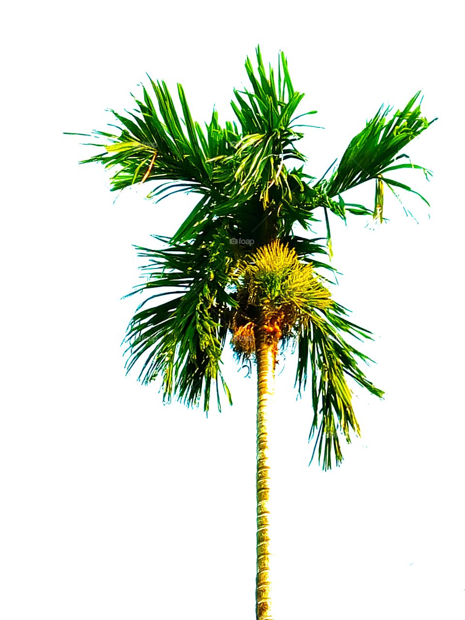 palm,tree