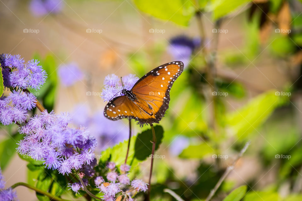 Beautiful butterfly feeding on nectar