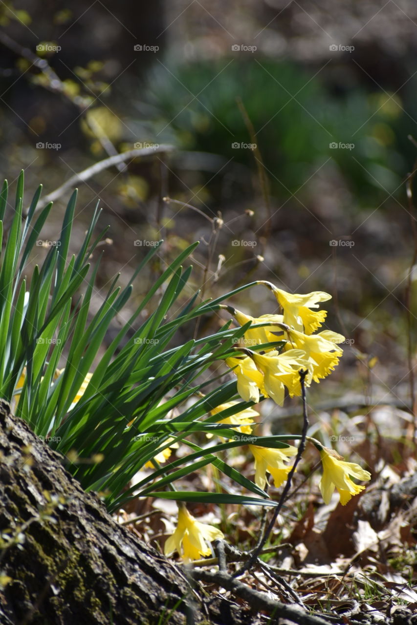 First Signs of Spring I