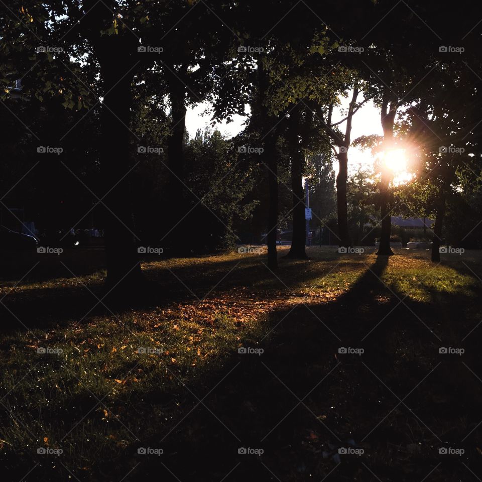 Light through the woods. A park in Vienna, Austria 