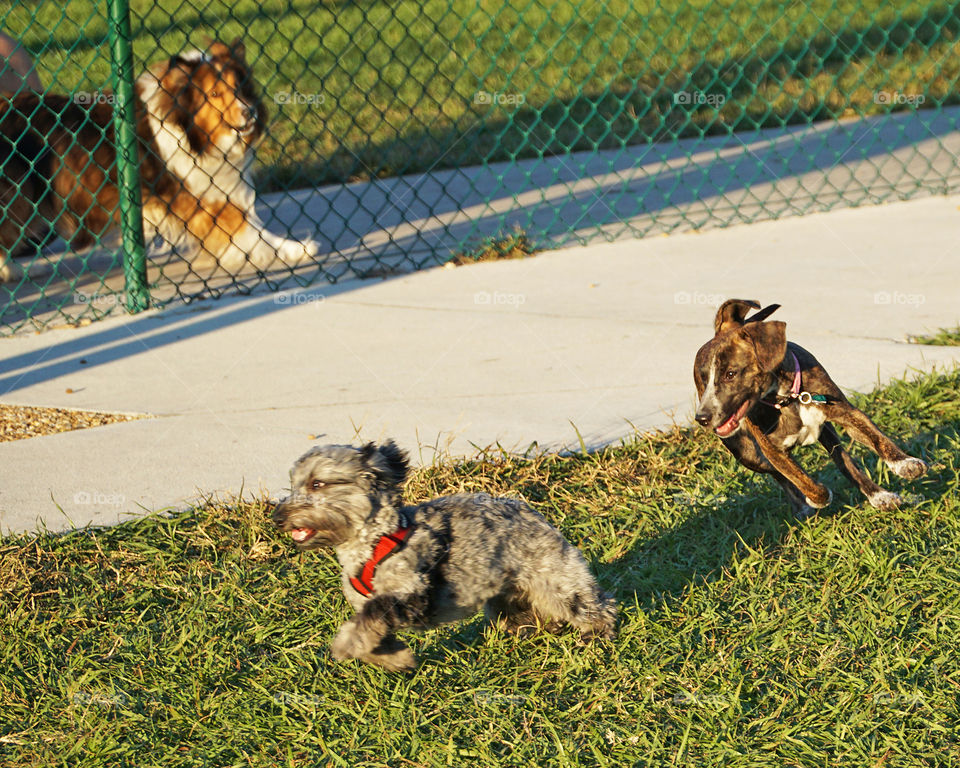 Two puppies playing at the dog park