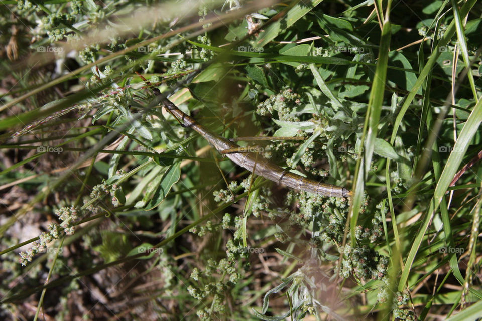 grass summer leaves shadows by christ