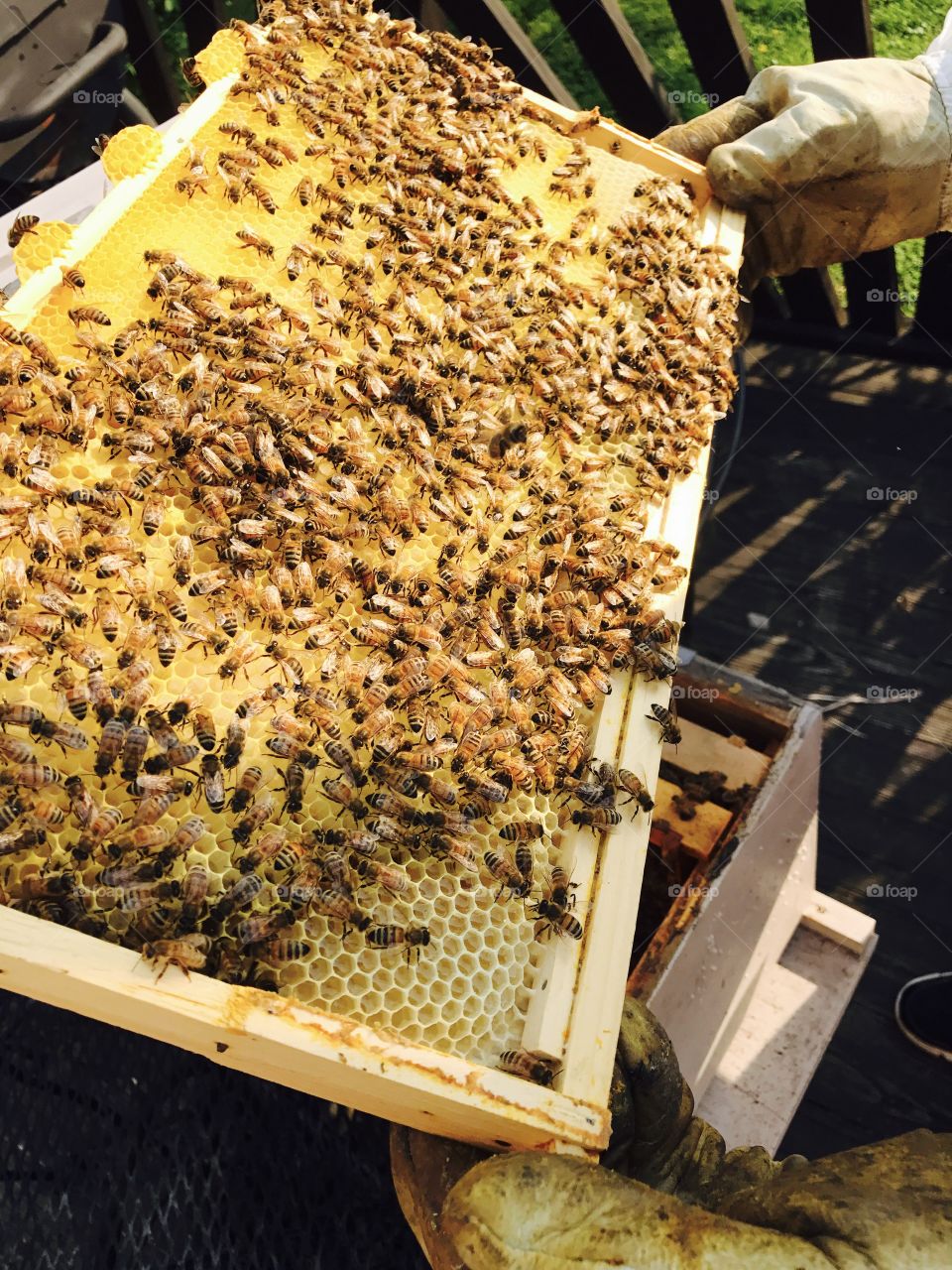 Busy Hive