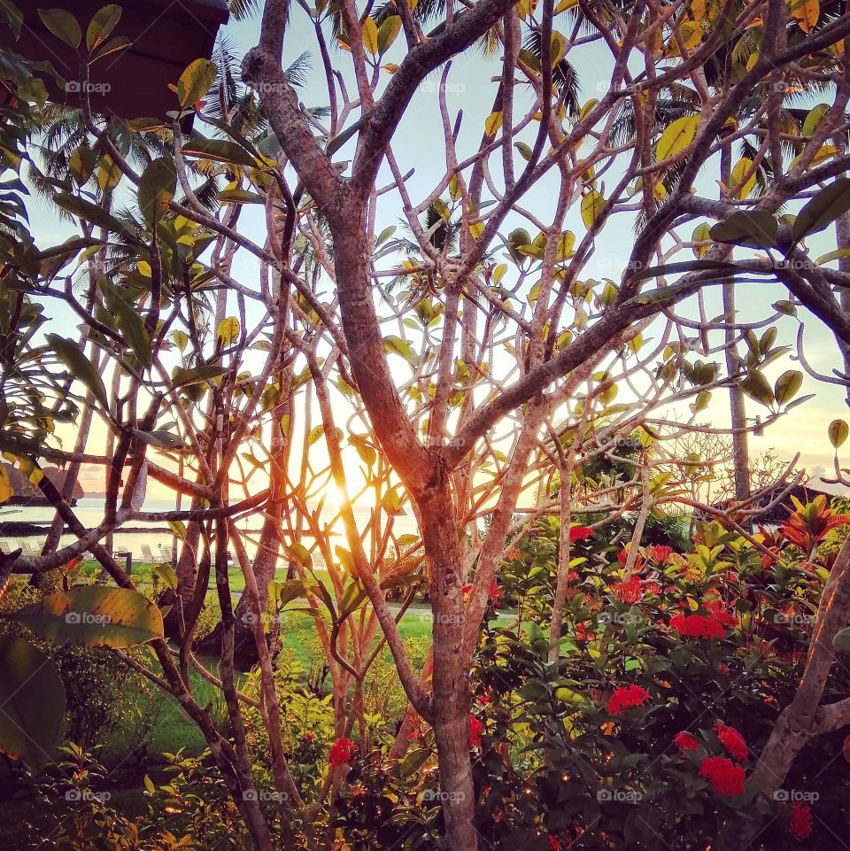 Between the branches