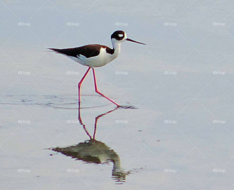 Black-necked stilt