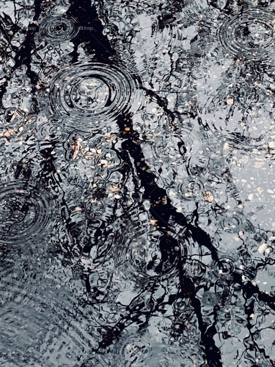 ripples on a reflection of a tree on a rainy day