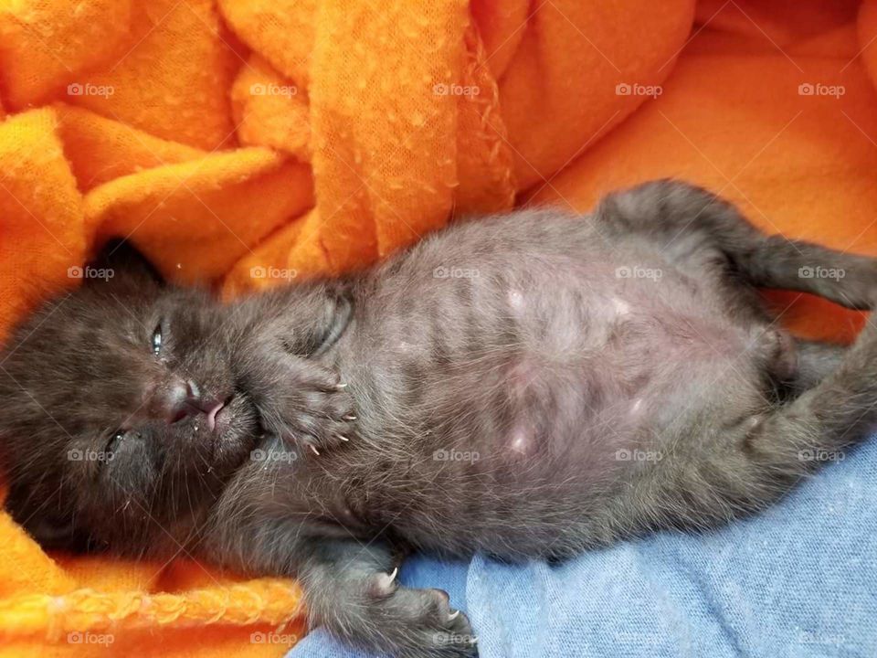 Tiny foster kitten is super sleepy after his bottle.