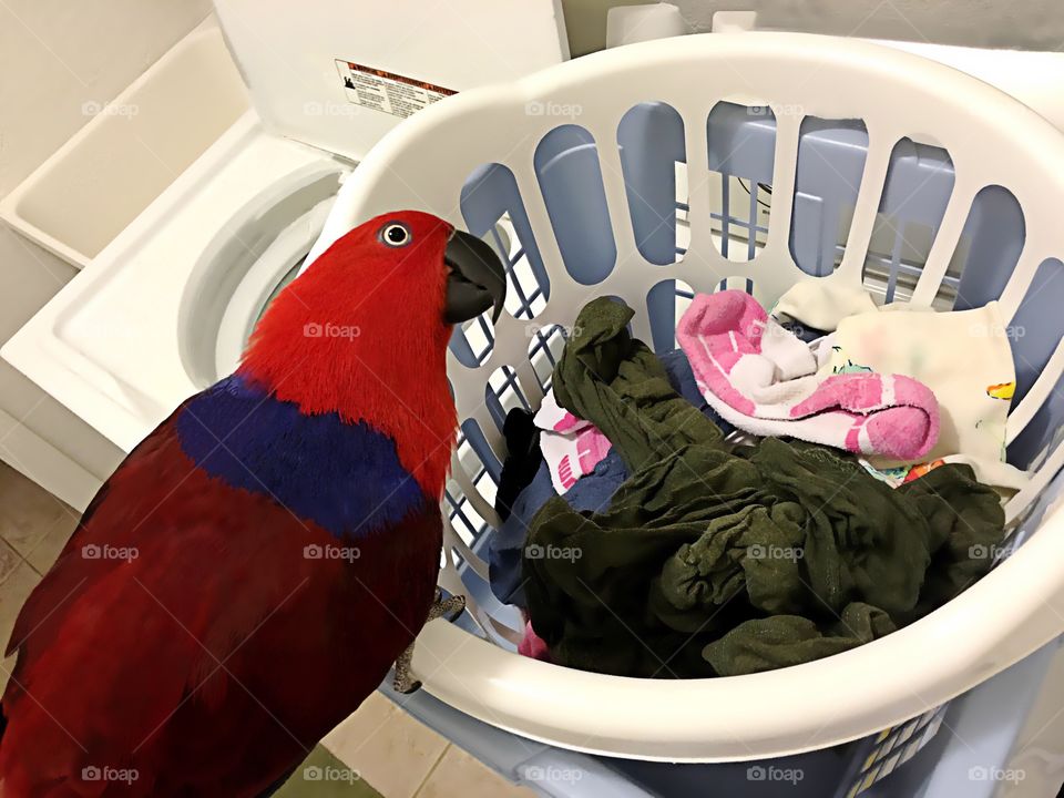 Sadie the red parrot helping with the laundry.