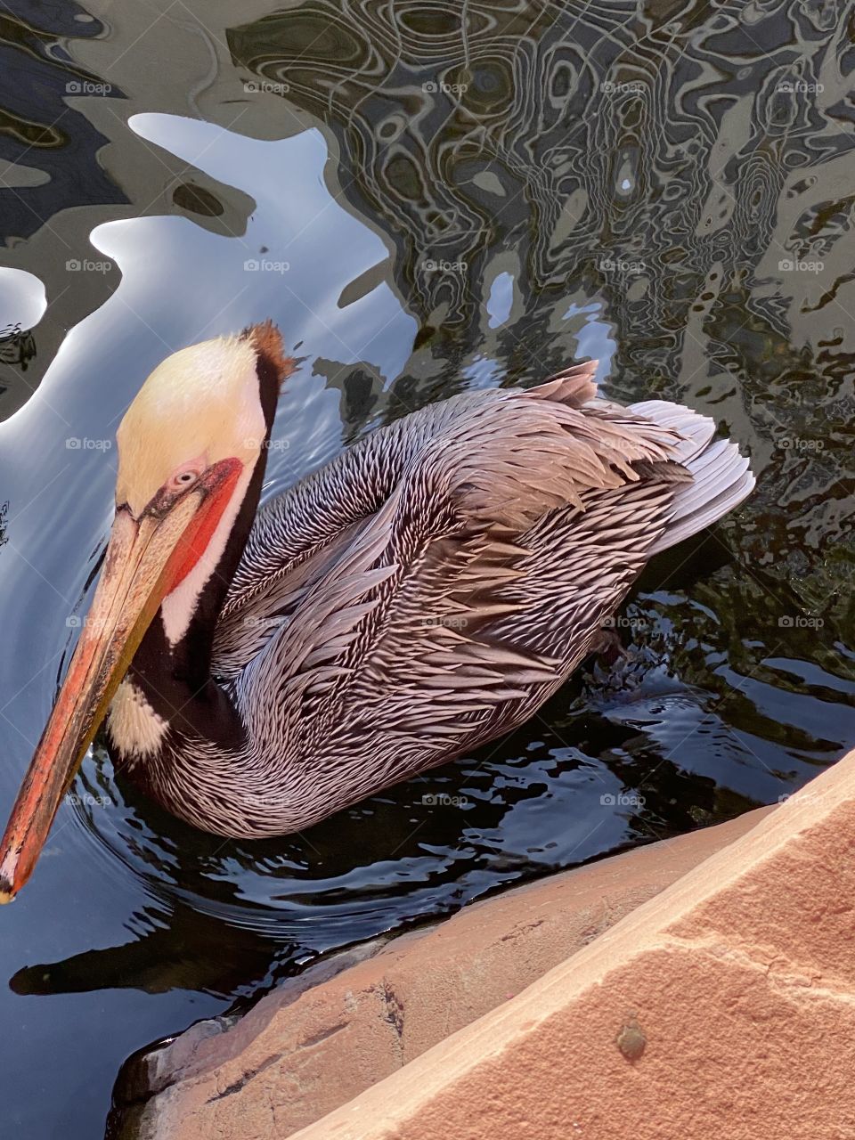 Pelican a float