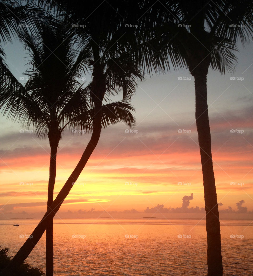 nature sunset paradise palmtrees by thegoodlife