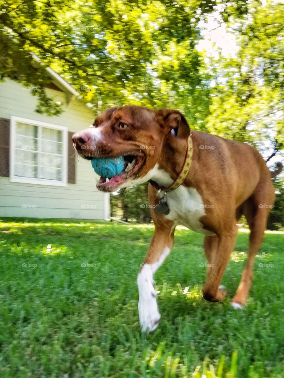 Olive Running with her Ball