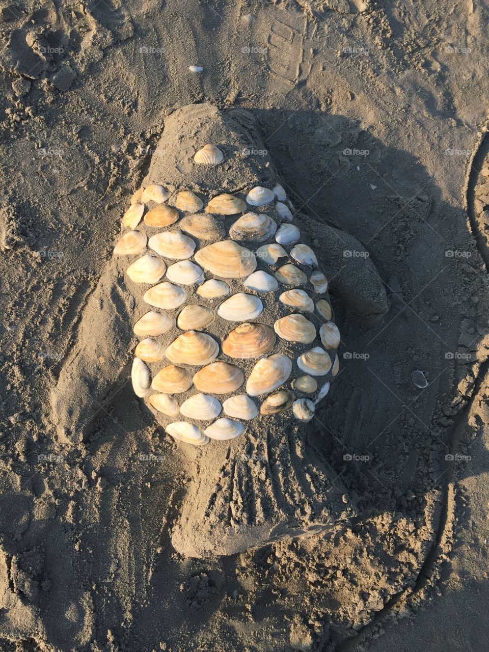 Playing with sea shells 