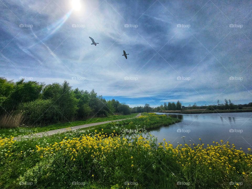 Flying together in nature