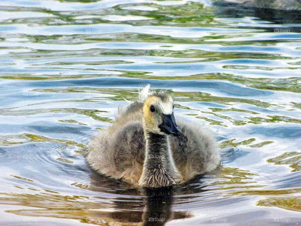 Geese 