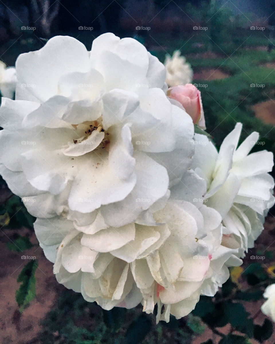 🇺🇸 Very beautiful flowers to beautify our morning.  Live nature and its beauty! / 🇧🇷 Flores muito bonitas para embelezar nossa manhã. Viva a natureza e sua beleza!