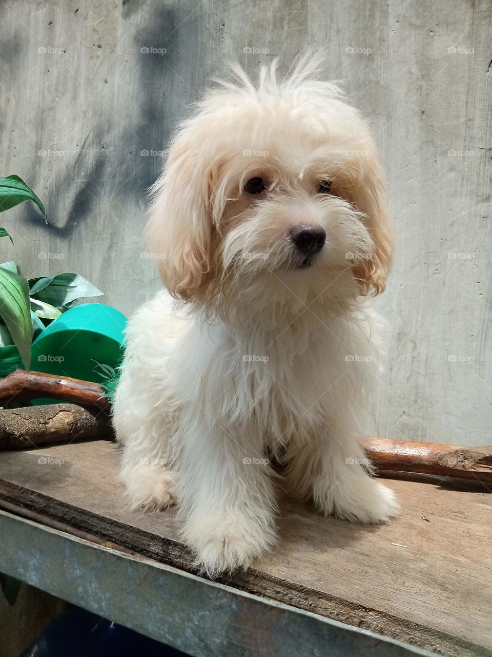 a six mos. old dog,, so huggable