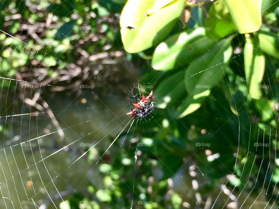 Red spider in web