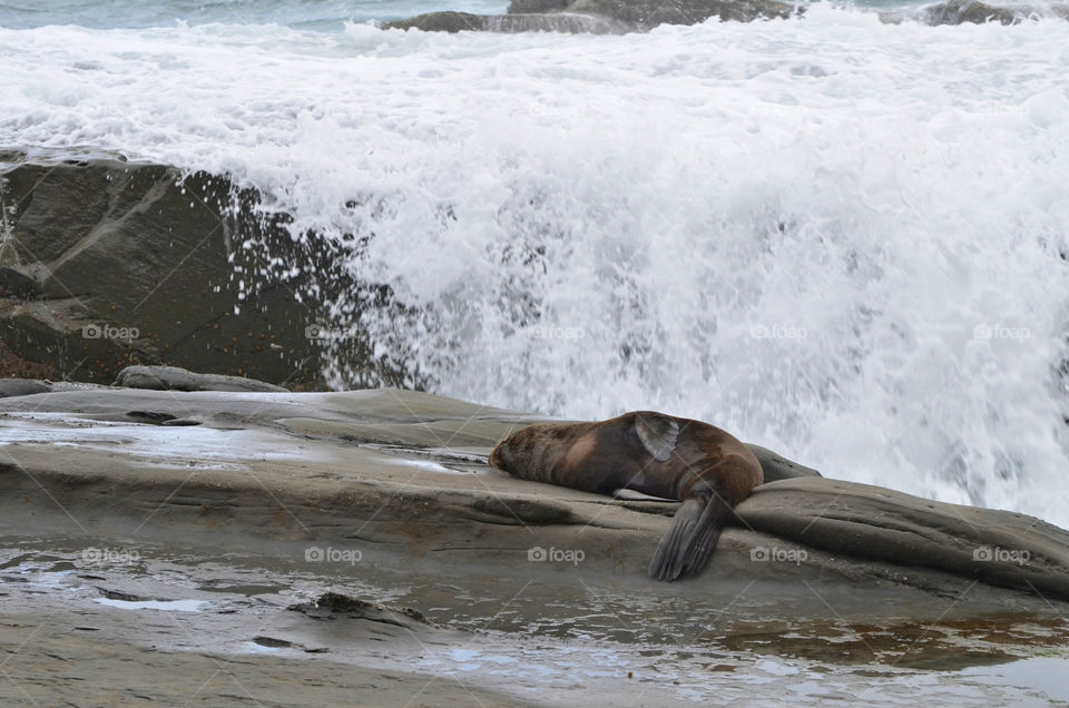 Seal sleeping by waterfall