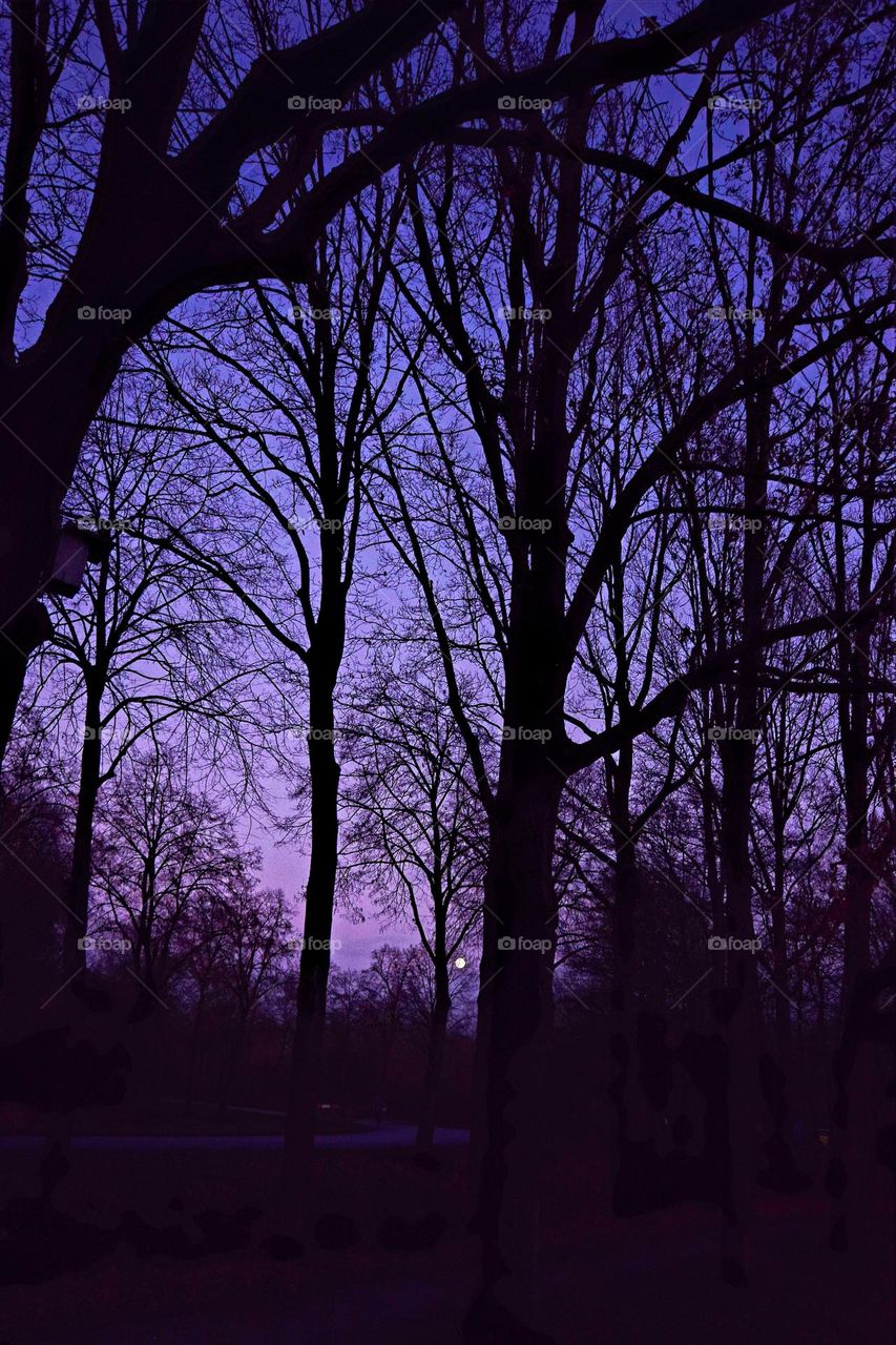 black tree silhouettes against a purple and pink sky during sunset in the park