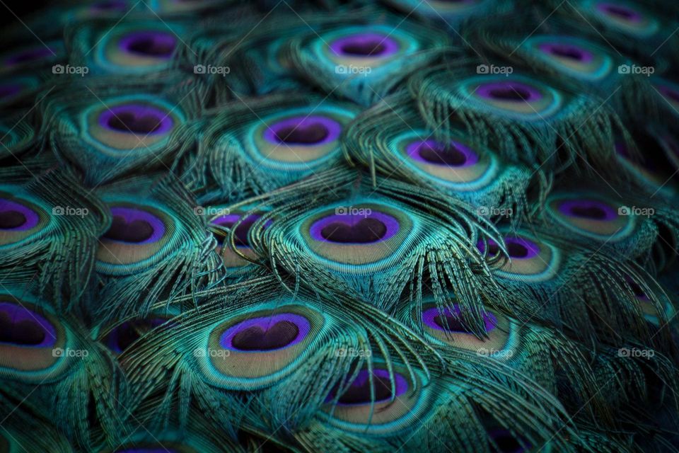 Feathers from peacock tail