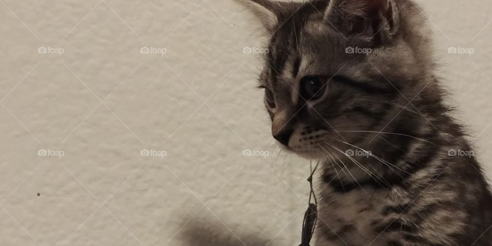 adorable serious looking kitten profile