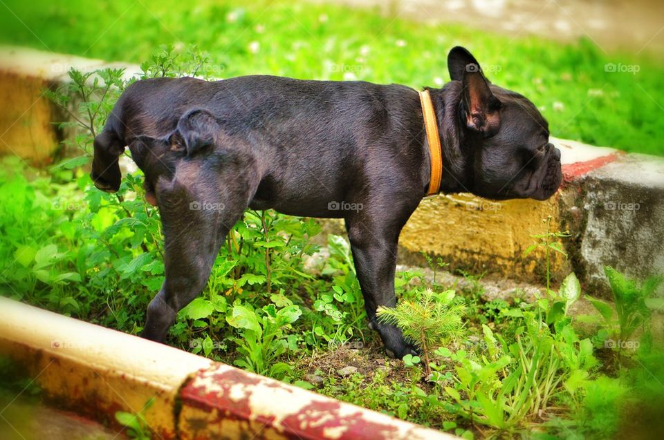 Pissing french bulldog