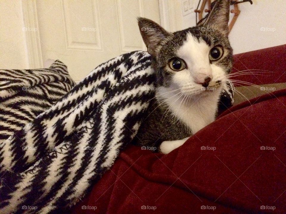 Mac enjoying snuggles