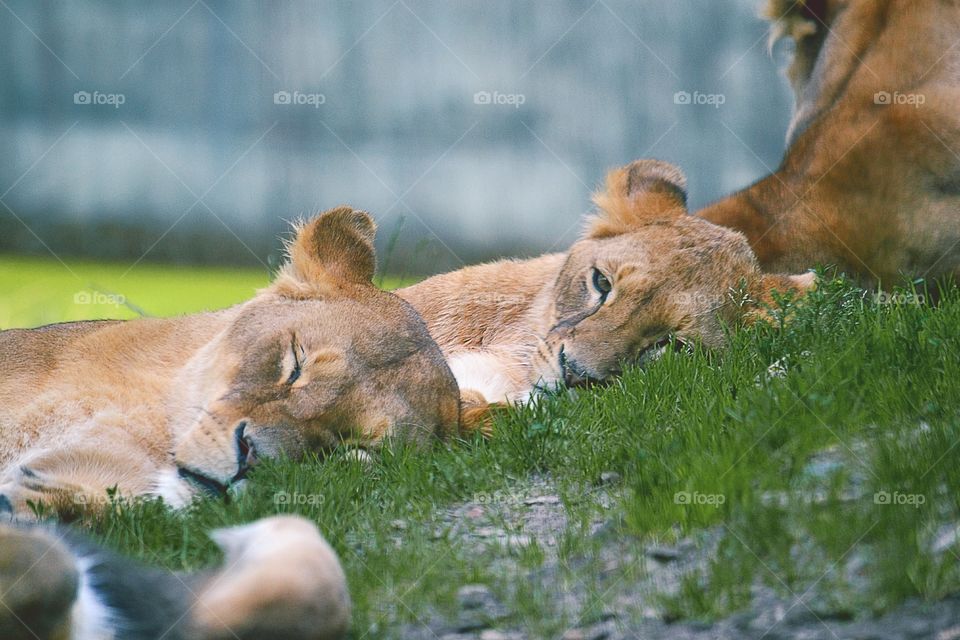 Group of sleepy lioness