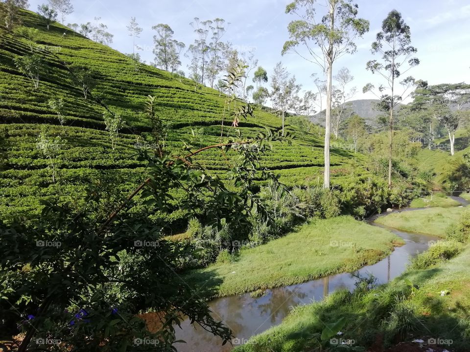 Beautiful view of a tea plantation and water flow