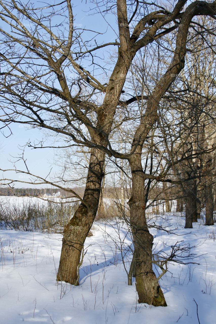 Winter Landscape. Trees