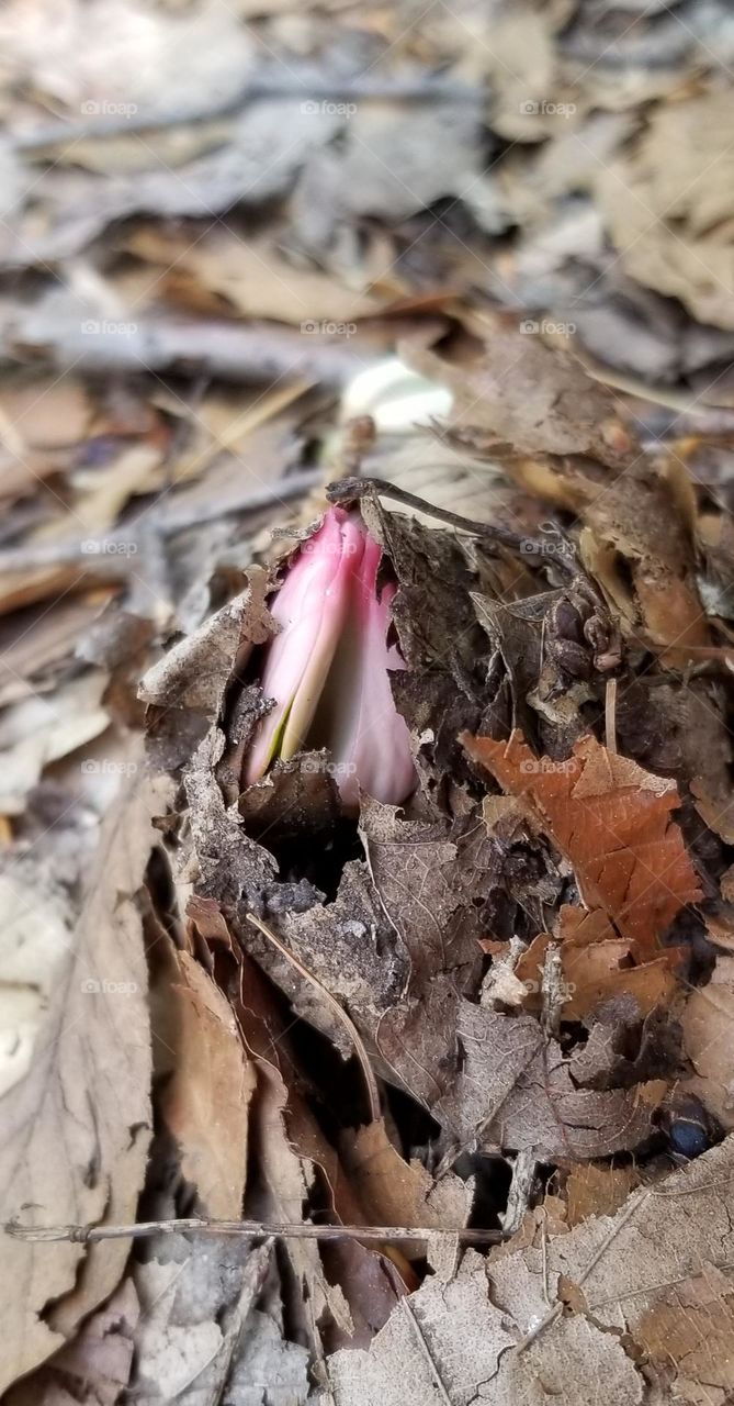 Pink Flower Emerging Through Heavy Leaves