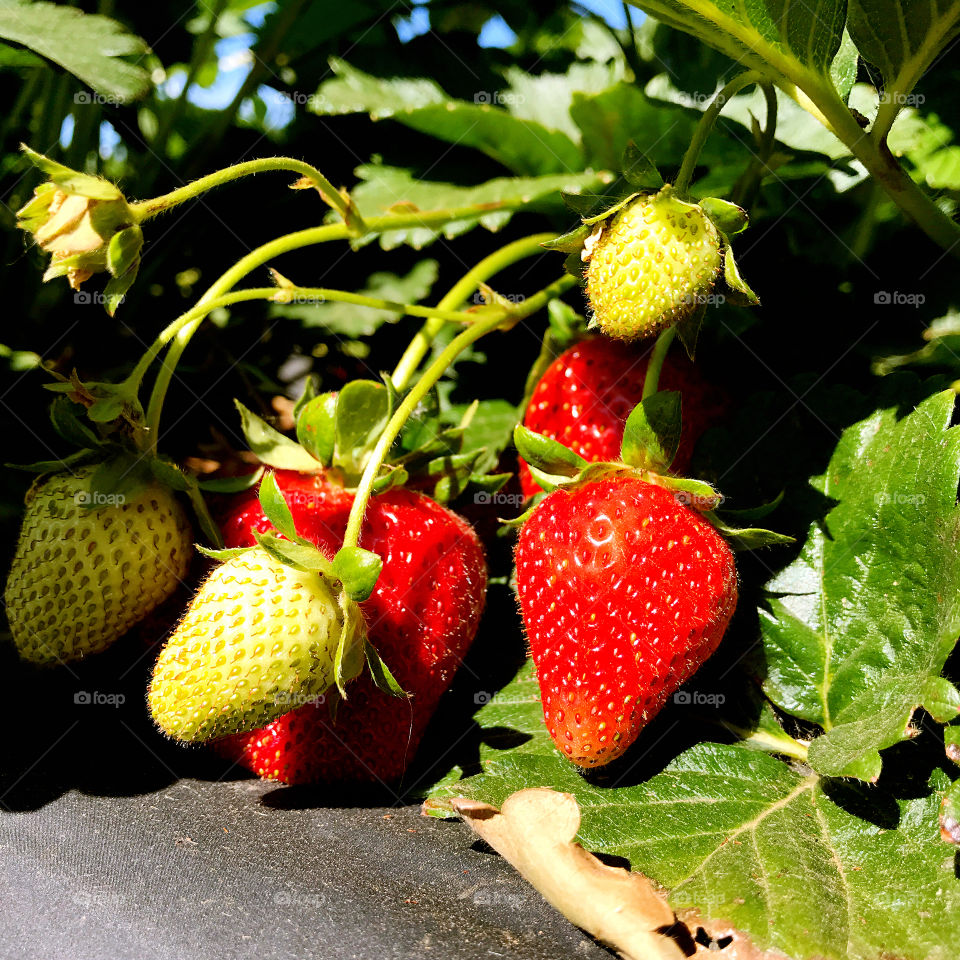 Strawberry in Summer