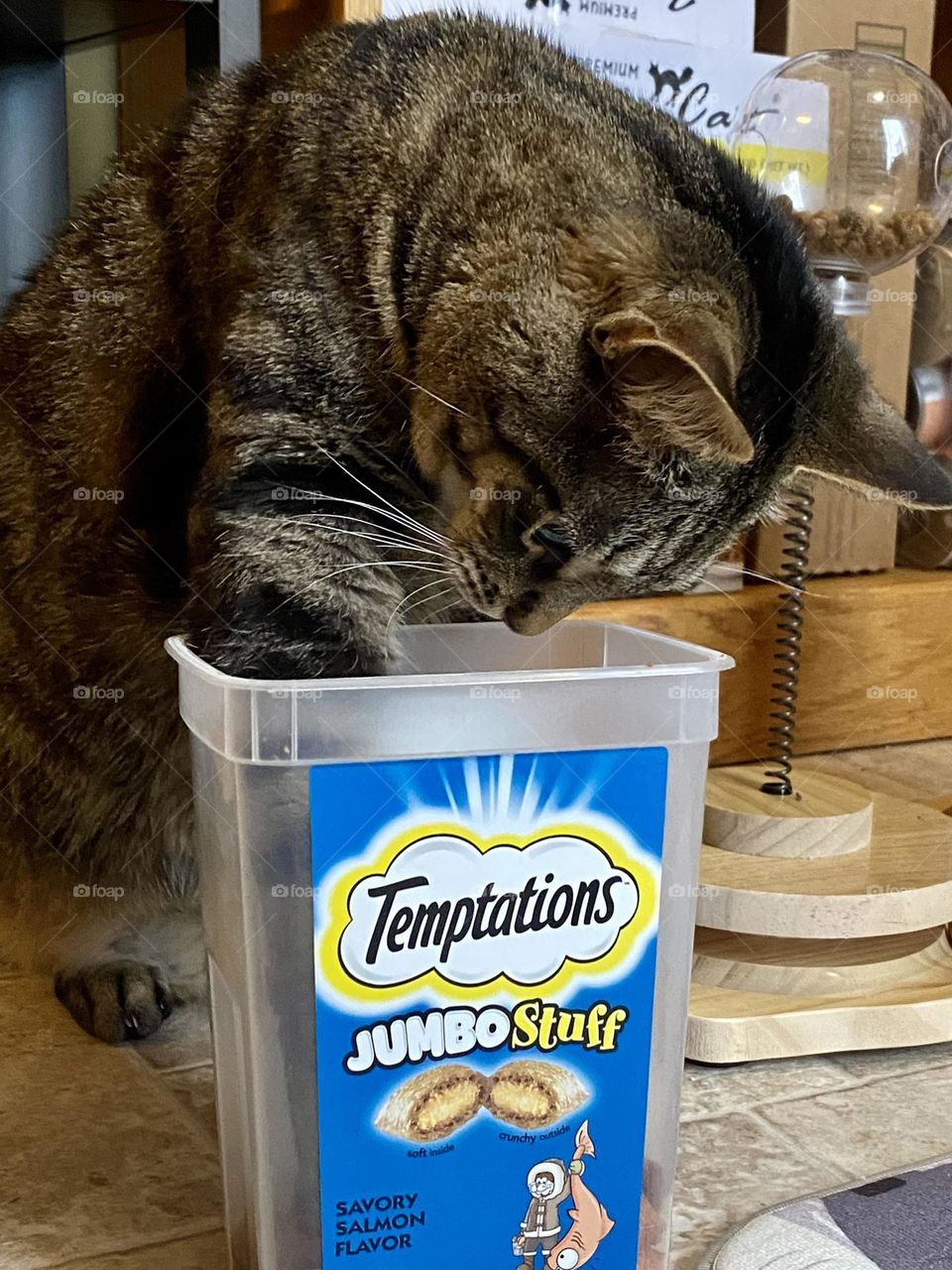 A cat stealing treats straight out of the treat container