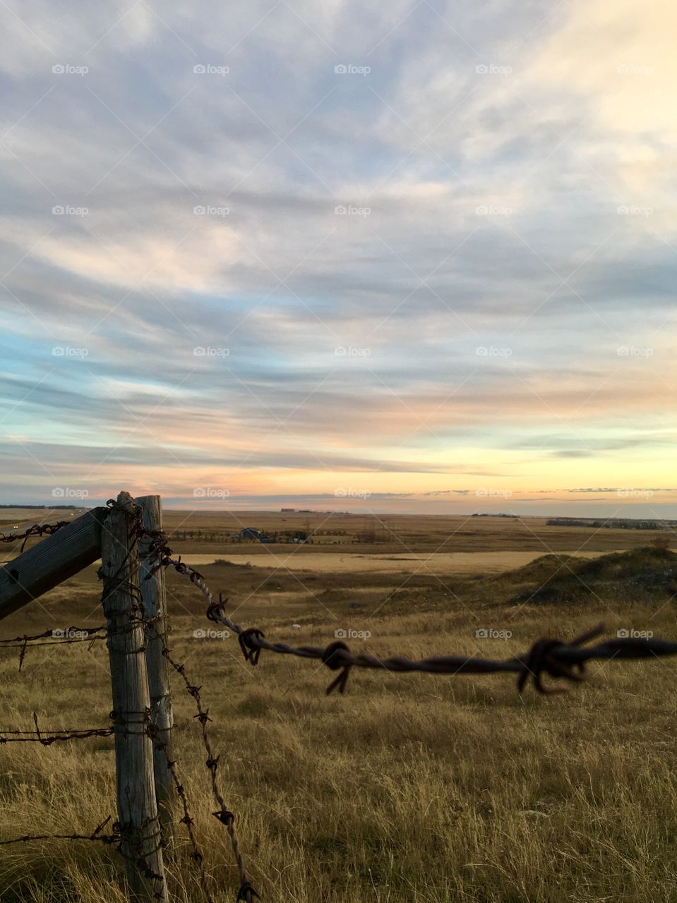 Fence line 