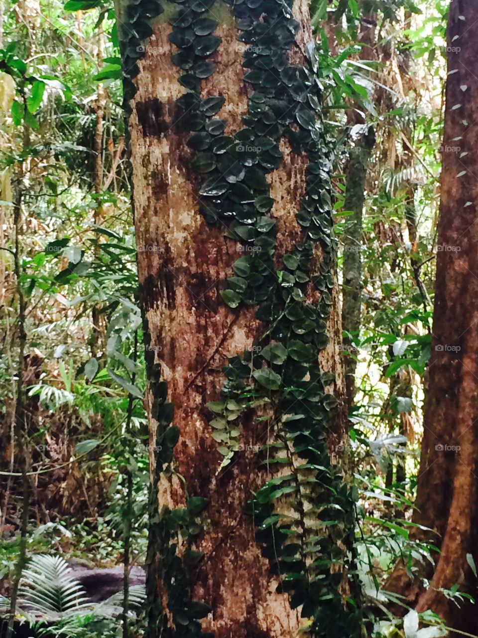 Tree. Rain forest