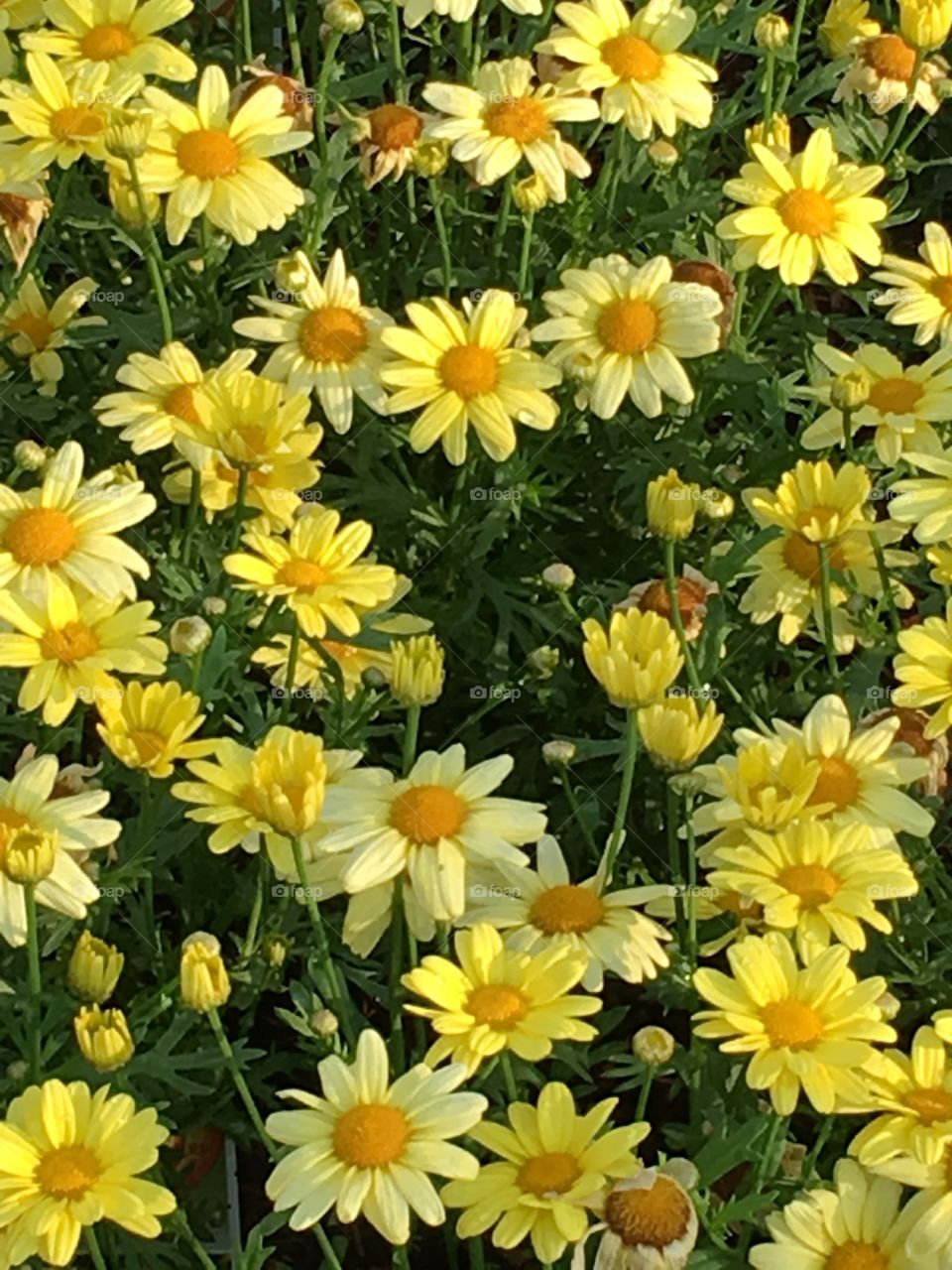 Yellow daisies