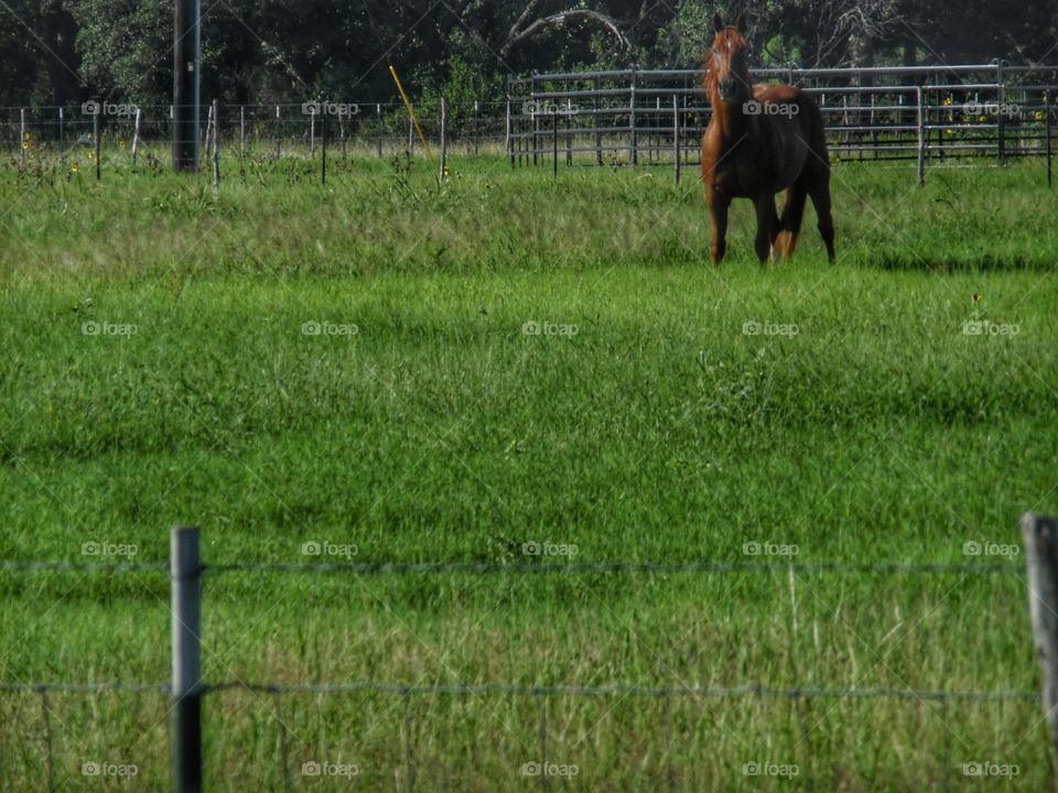 horse 🐴 pasture. I saw this beautiful horse 🐴 grazing this morning while out exploring