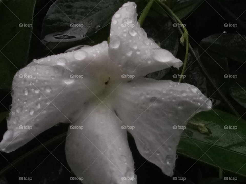 white flower