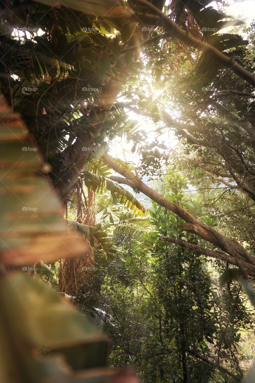 lights of the jungle