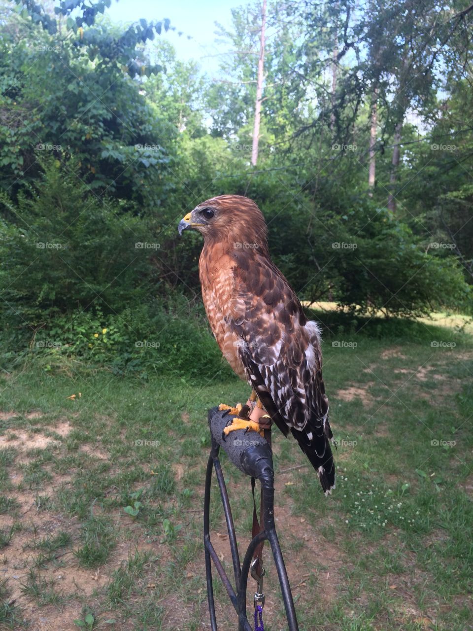 Willow the Red Shouldered Hawk. Rehabbed for a broken wing, she is a permanent resident at the Piedmont Wildlife Center in Durham, NC. 