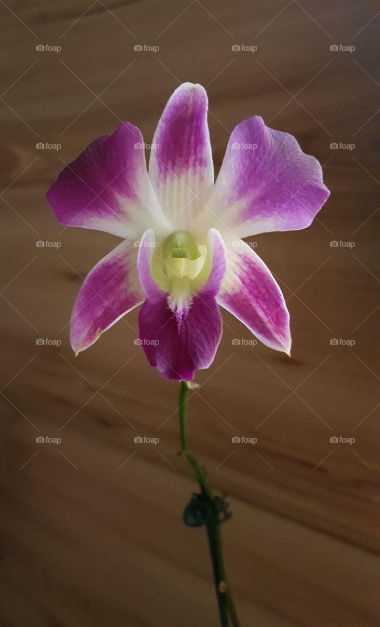 Lonely Beautiful Orchid