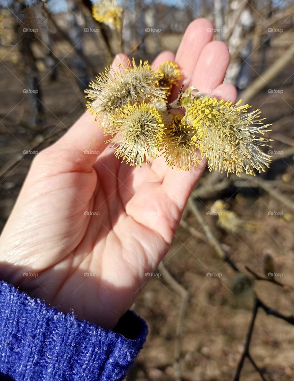 spring branch willow tree and female hand mobile photography